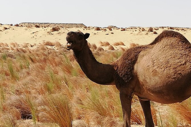White Desert - Overnight Tour - The real appeal: White Desert overnight, not just a drive