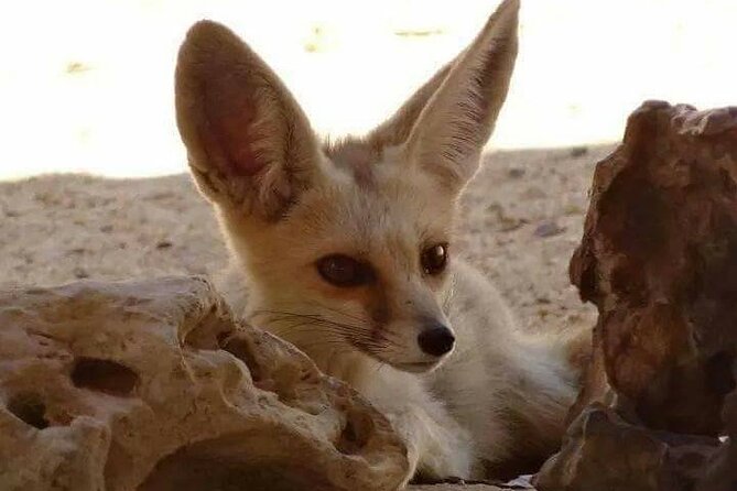 White Desert - Overnight Tour - Price and value: where your $235 goes